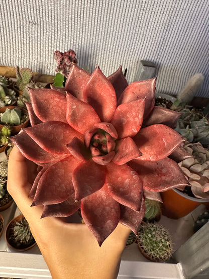 Echeveria agavoides ‘Atlas’