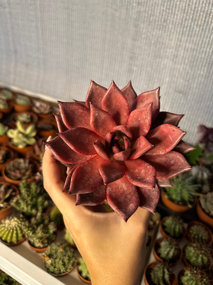 Echeveria agavoides ‘Atlas’