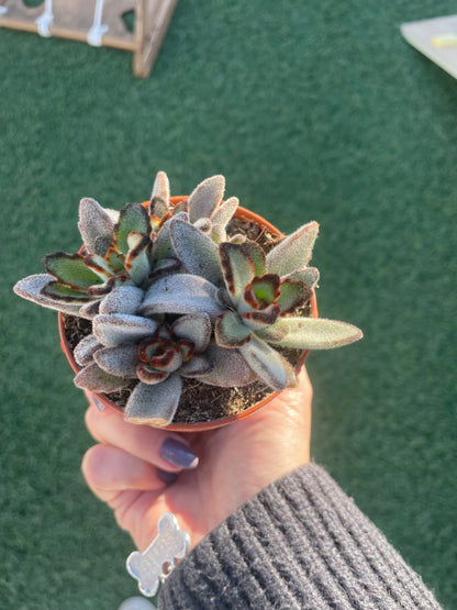 Kalanchoe Tormentosa