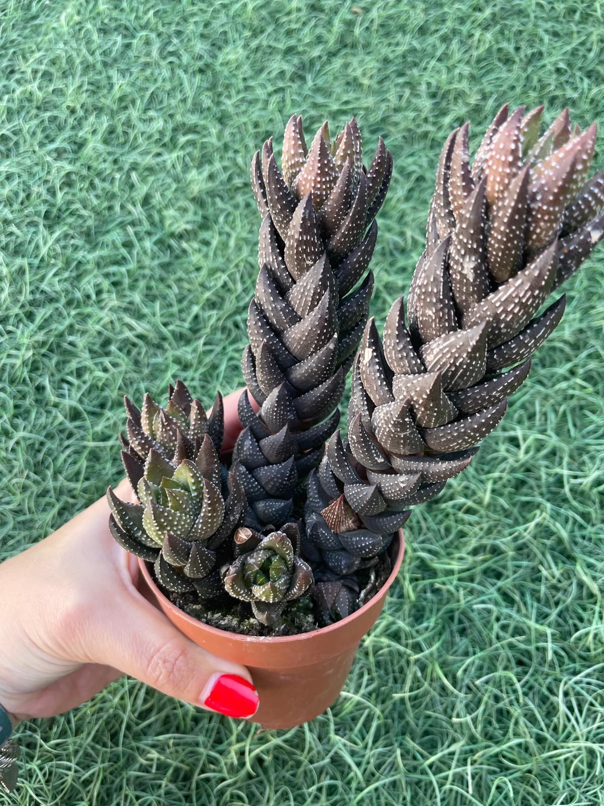 Haworthia reinwardtii