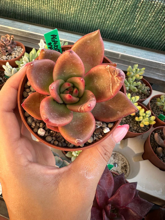 Echeveria Agavoides Mars