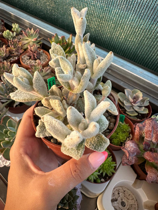 Kalanchoe eriophylla ‘Snow White’ (Panda Plant)