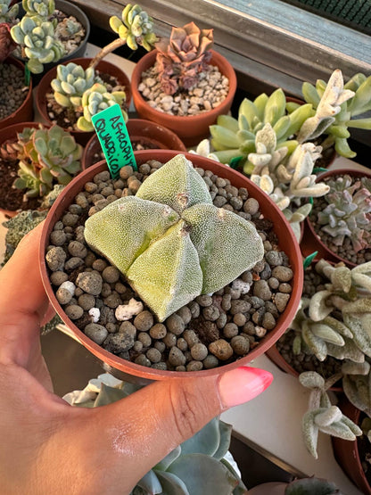 Astrophytum myriostigma var. quadricostatum