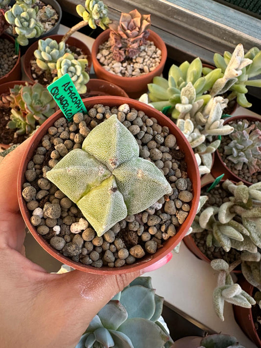 Astrophytum myriostigma var. quadricostatum
