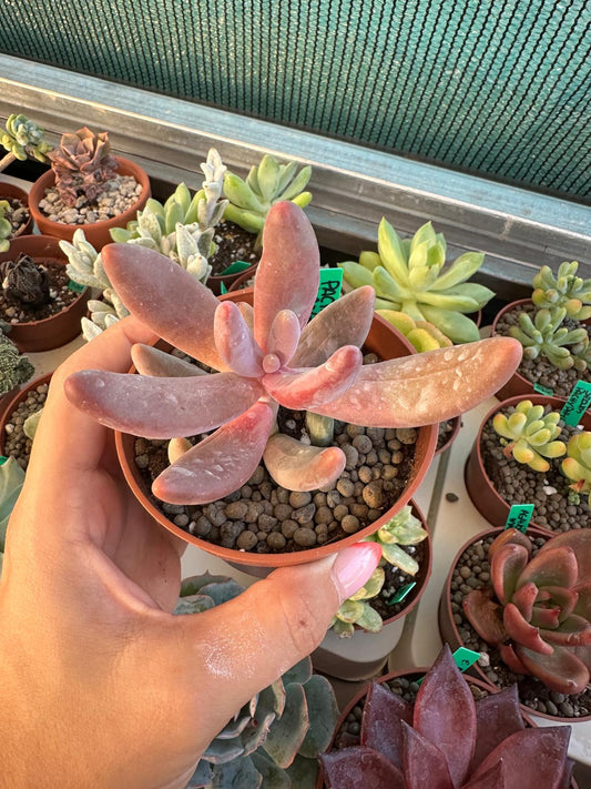 Pachysedum ‘Ganzhou’