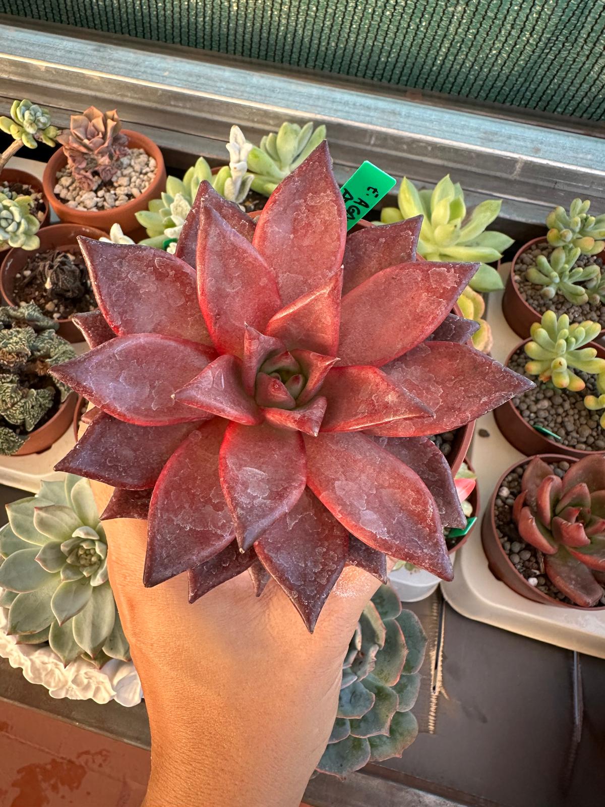 Echeveria agavoides ‘Atlas’