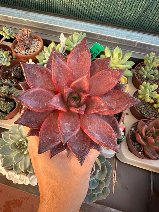 Echeveria agavoides ‘Atlas’