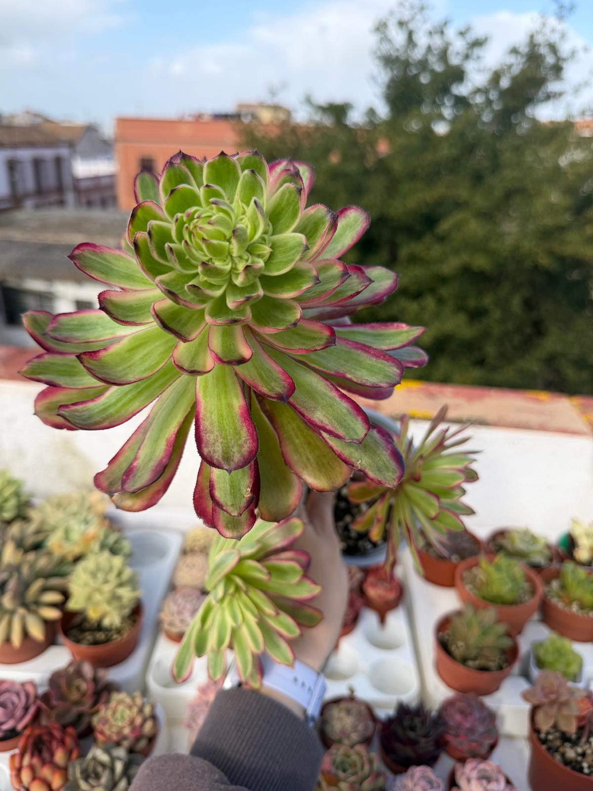 Aeonium Arboreum Mardi Gras