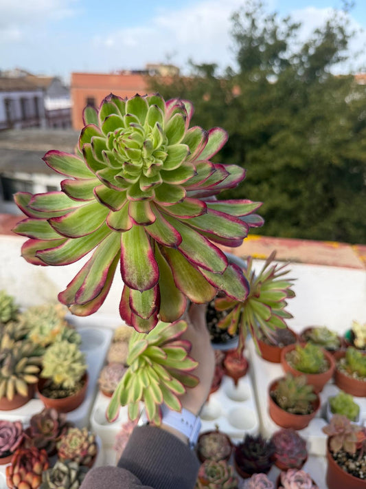 Aeonium Arboreum Mardi Gras