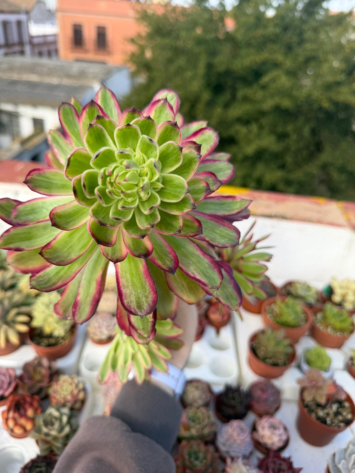 Aeonium Arboreum Mardi Gras