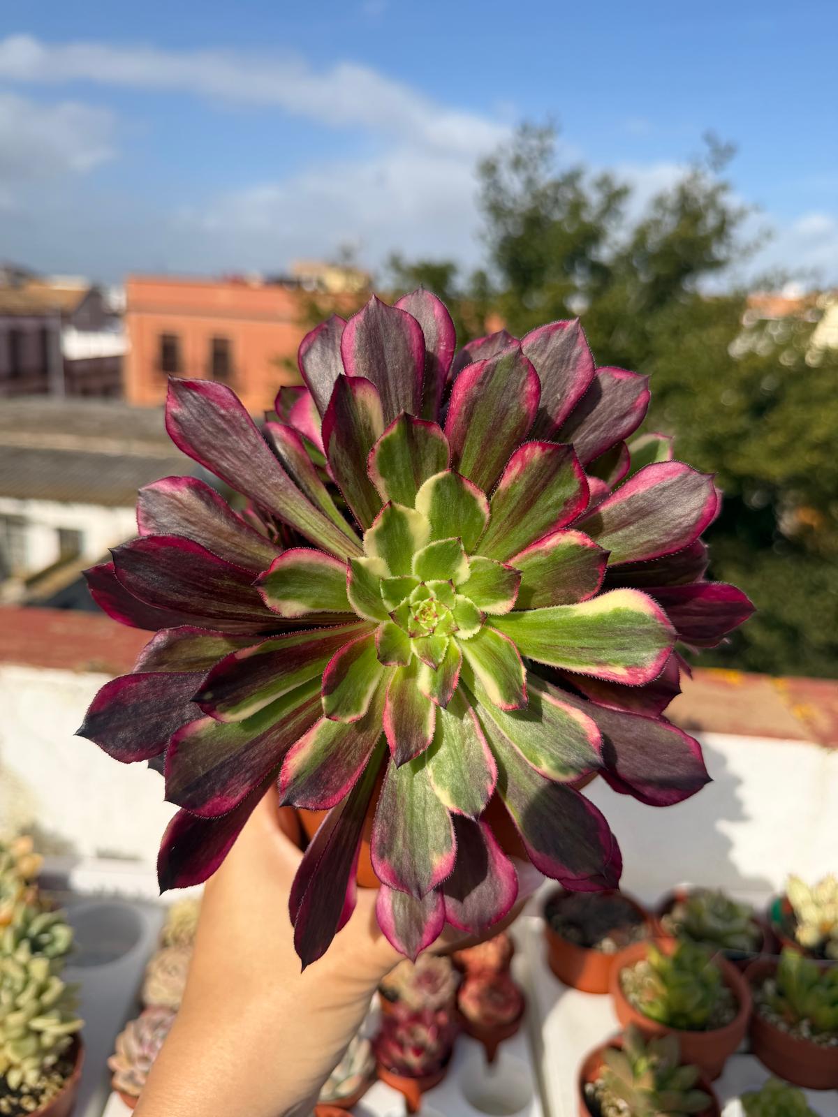 Aeonium Straight Flush Variegata