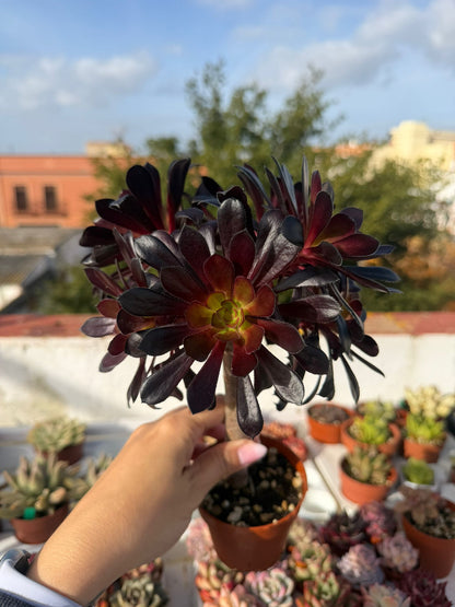 Aeonium Arboreum Zwartkop
