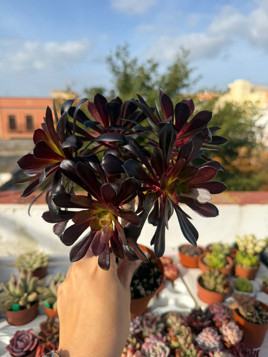Aeonium Arboreum Zwartkop