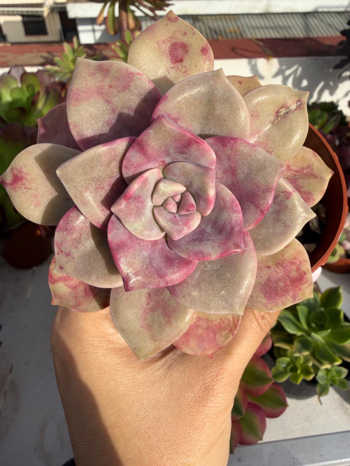 Graptopetalum Superbum