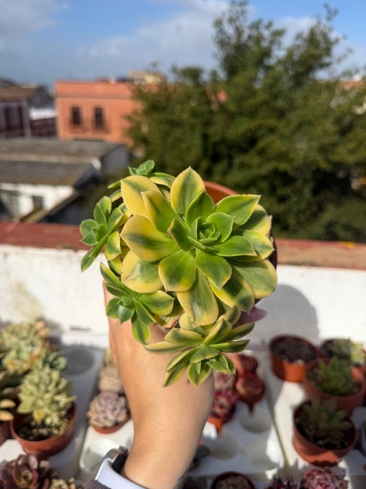 Aeonium Florence