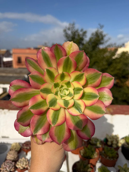 Aeonium Pink Witch
