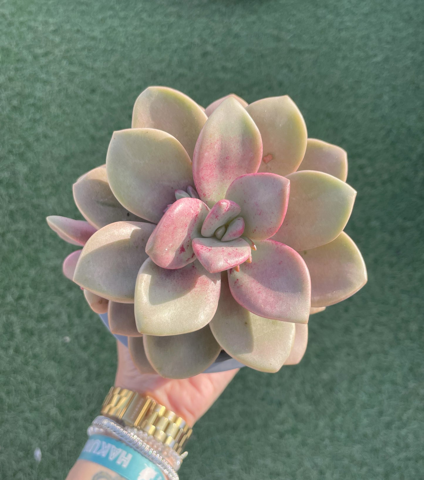 Graptoveria Cumbre Vieja