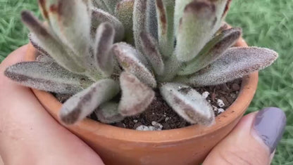 Kalanchoe Tormentosa