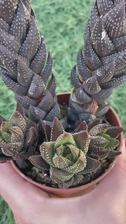 Haworthia reinwardtii