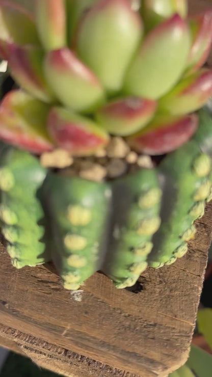 Maceta cactus