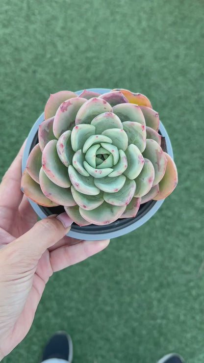 Echeveria agavoides salmón