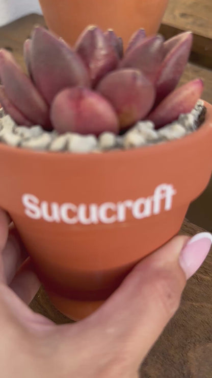 Echeveria Nike