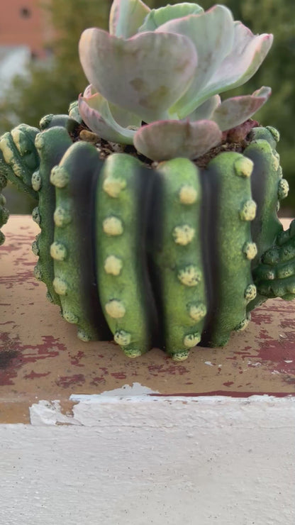 Echeveria Beyonce Variegata