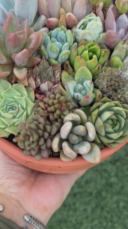 Composición de Suculentas - Maceta de barro
