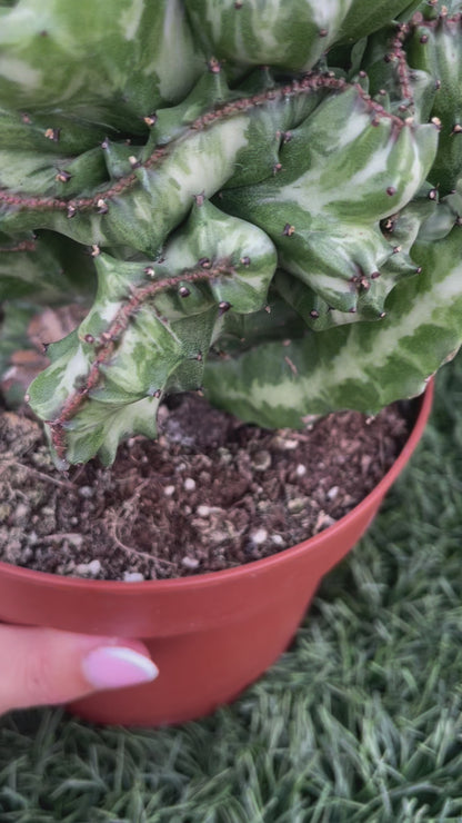 Euphorbia Lactea (Cactus Coral)