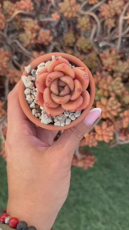 Echeveria Brandy