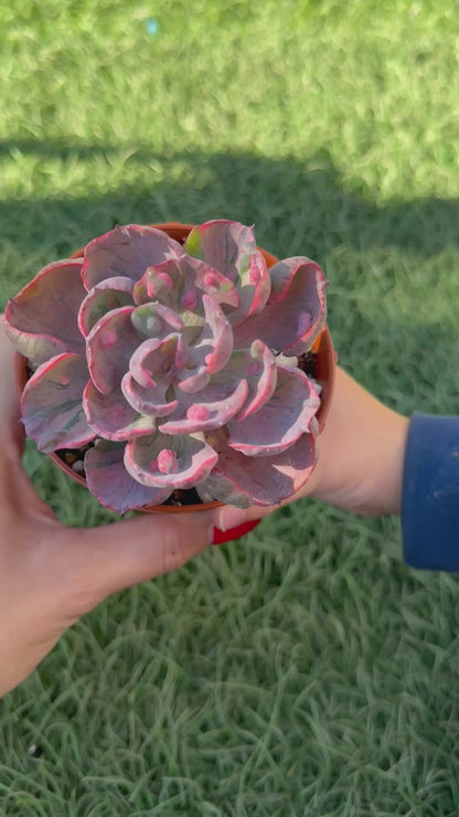 Echeveria Beyonce Variegata